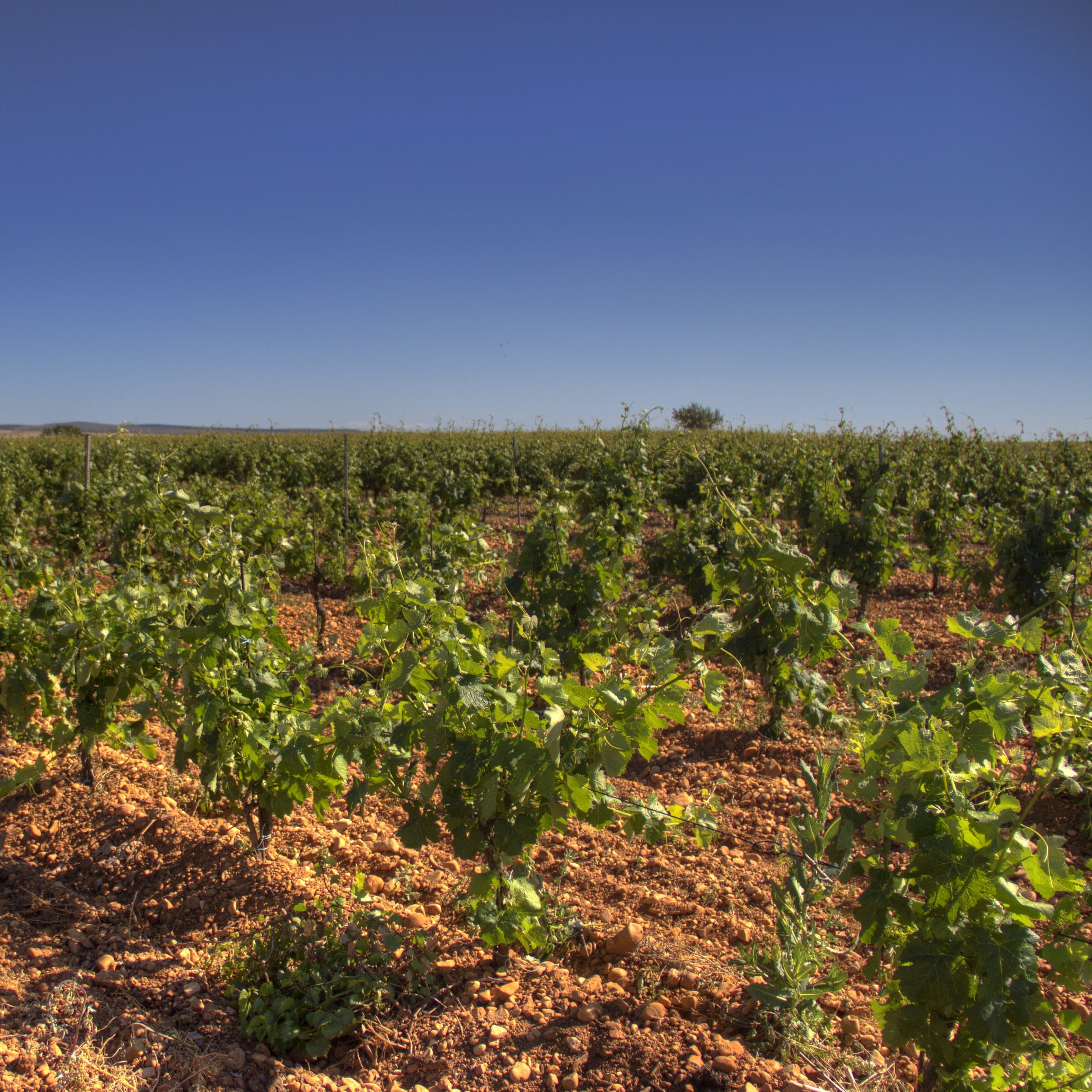Viñedo Carlos PJ